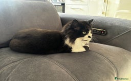 Mixed Breed cats for sale: Loving cat in need of new home - Image 2