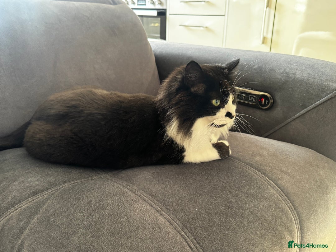 Mixed Breed cats for sale: Loving cat in need of new home - Image 2