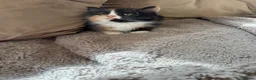 Mixed Breed cats for sale: Fluffy Maine coon x girl  - Advert 3