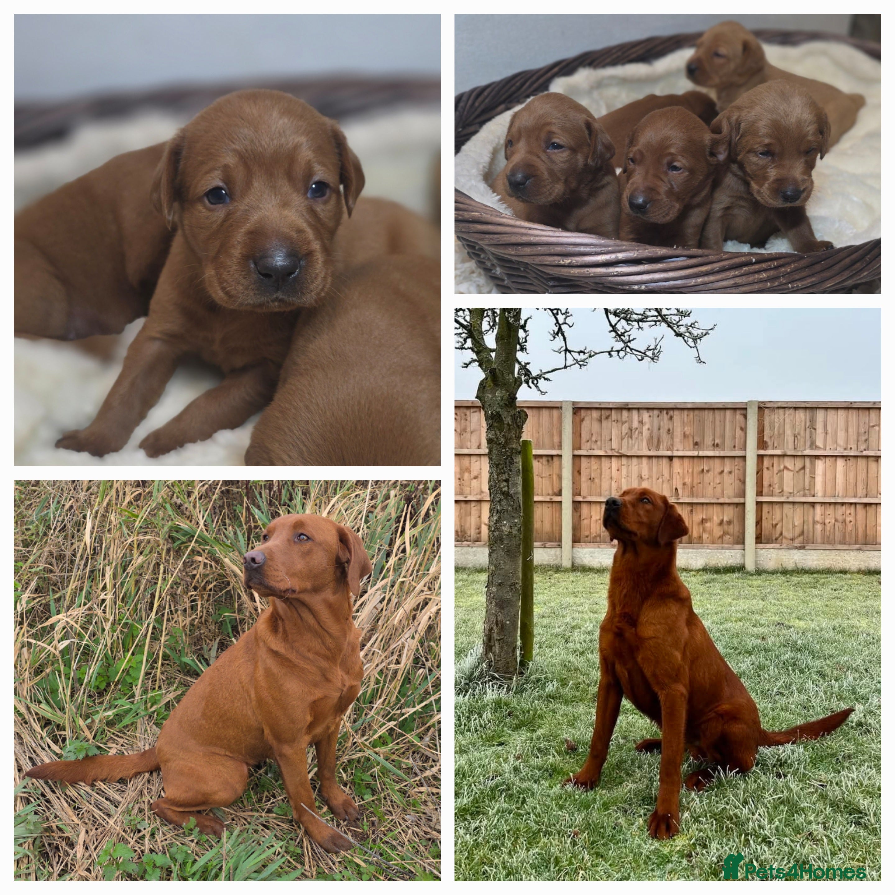 Labrador Retriever dogs Very Dark Fox Red Labrador Puppies *Health Tested* - Advert 1