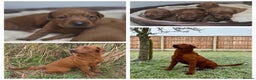 Labrador Retriever dogs for sale: Very Dark Fox Red Labrador Puppies *Health Tested* - Advert 1