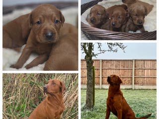 Labrador Retriever dogs Very Dark Fox Red Labrador Puppies *Health Tested* - Advert 6