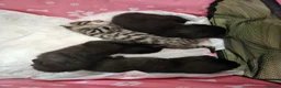 Mixed Breed cats for sale: Mixed Maine Coon Kittens - Advert 5