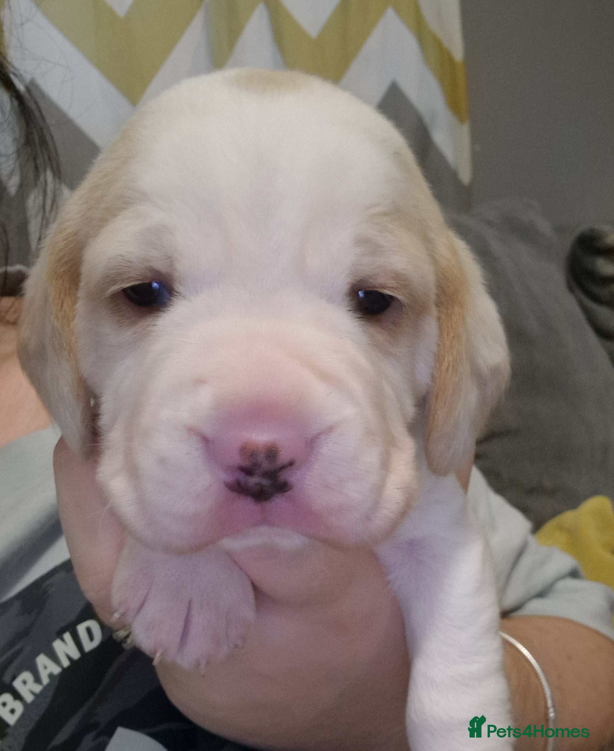 Beagle dogs Beagle Babies - Advert 15