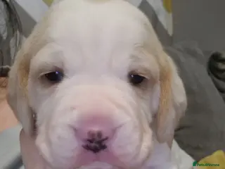 Beagle dogs Beagle Babies - Advert 15