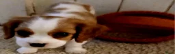 Cavalier King Charles Spaniel dogs for sale: Beautiful Blenheim Cavalier King Charles Spaniels! - Advert 12