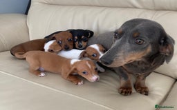 Mixed Breed dogs for sale: Mini Dachaund x mini Jack Russel  - Image 5