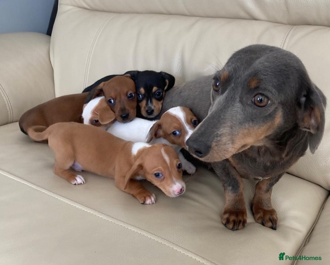 Mixed Breed dogs for sale: Mini Dachaund x mini Jack Russel  - Image 5