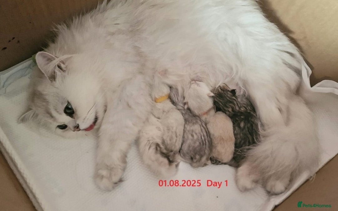 British Shorthair cats for sale: ❤ British Shorthair Kittens ❤ Silver ❤ Healthy ❤ - Image 3
