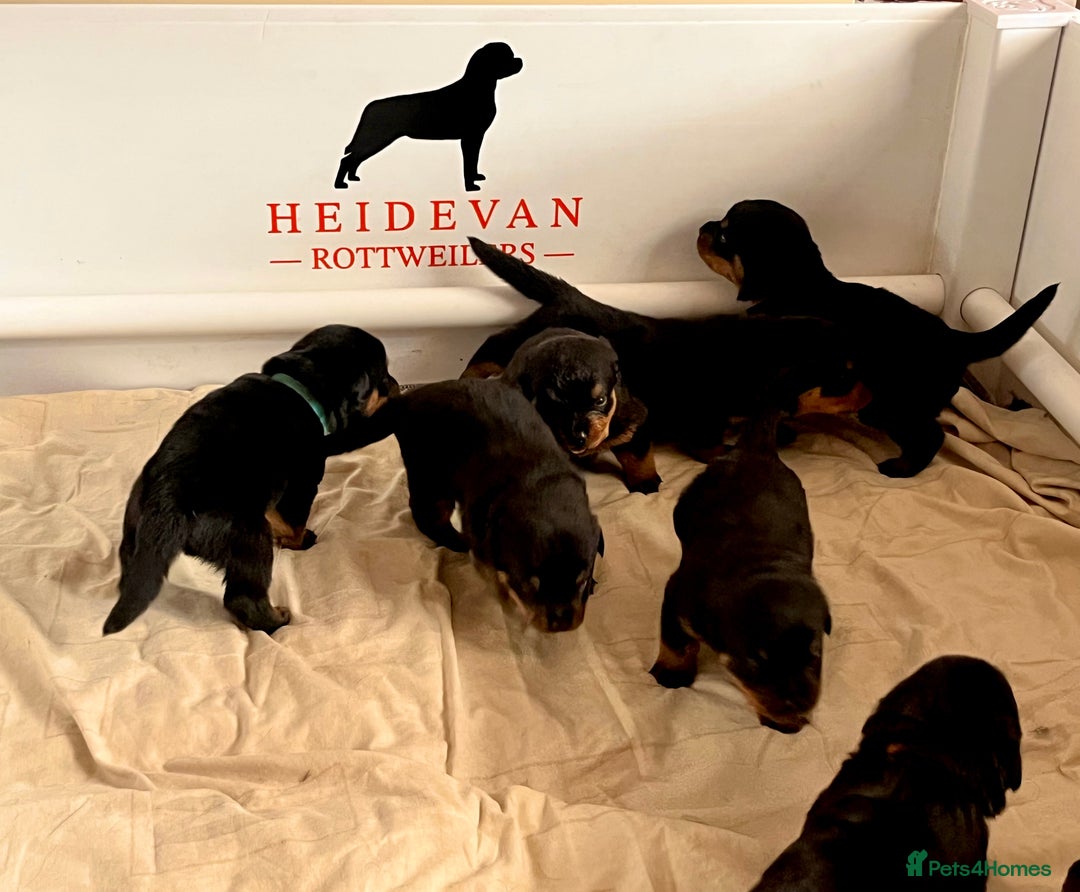 Rottweiler dogs for sale: Superb litter of dual purpose Rottweiler puppies. - Image 31