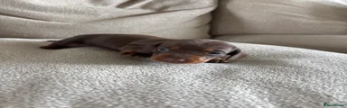 Miniature Dachshund 2