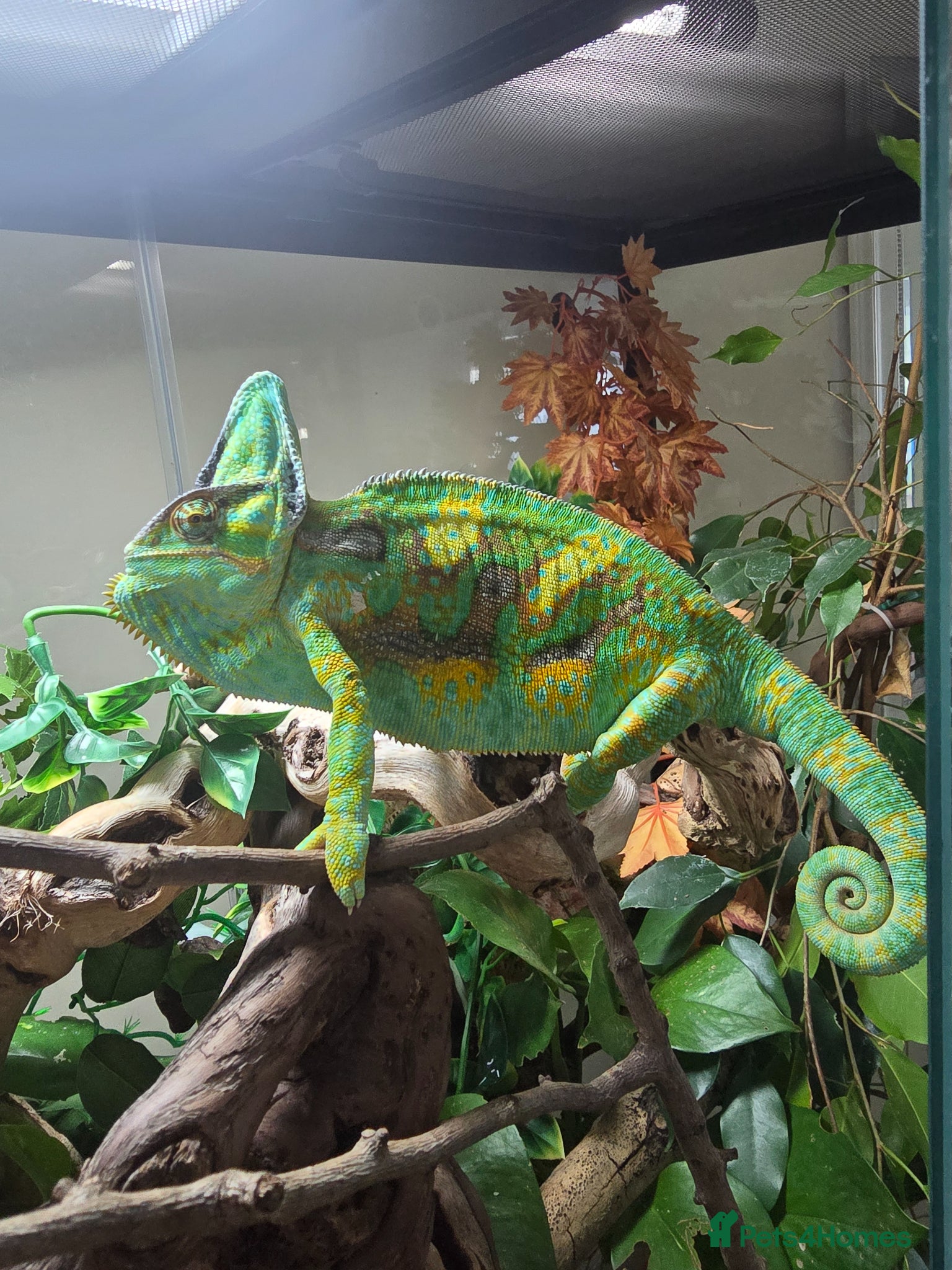 Chameleon reptiles Yemen Chameleon for sale - Advert 2