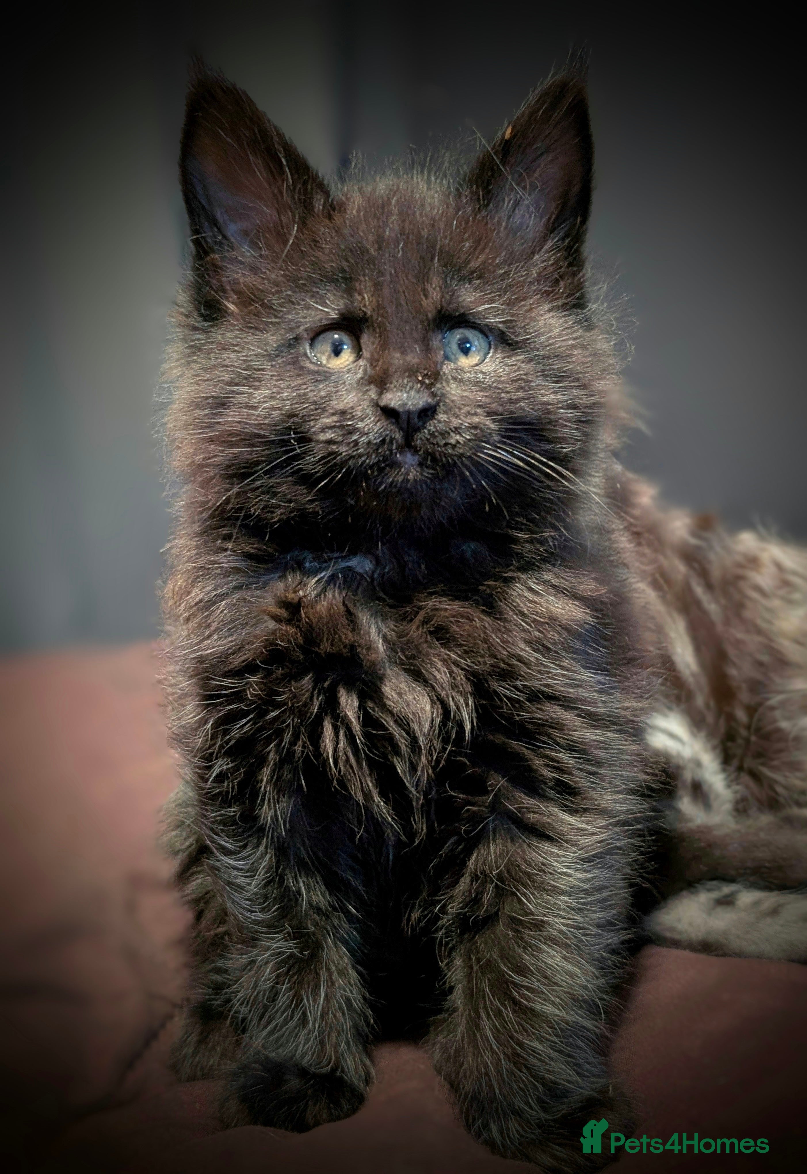 Maine Coon cats TICA registered little balls of fur 😻 - Advert 4