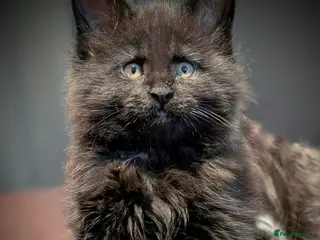 Maine Coon cats TICA registered little balls of fur 😻 - Advert 4