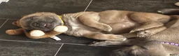 Cane Corso dogs for sale: Stunning Cane Corso puppies - only litter from mum - Advert 11