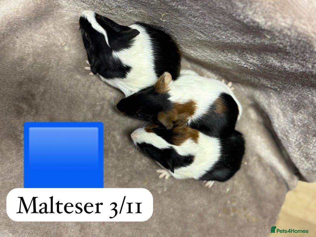 Guinea Pig rodents for sale: Gorgeous baby male guinea pigs ready soon - Advert 7