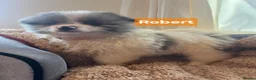 Pomeranian dogs for sale:  3 gorgeous pomeranian puppies available  - Advert 19