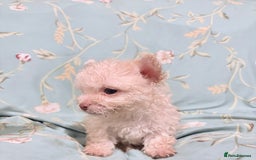 Poochon dogs for sale: READY FOR HER NEW PAW PACK  - Advert 30