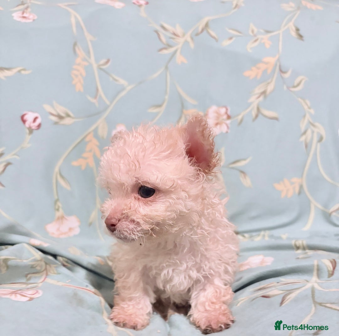 Poochon dogs for sale: READY FOR HER NEW PAW PACK  - Advert 30