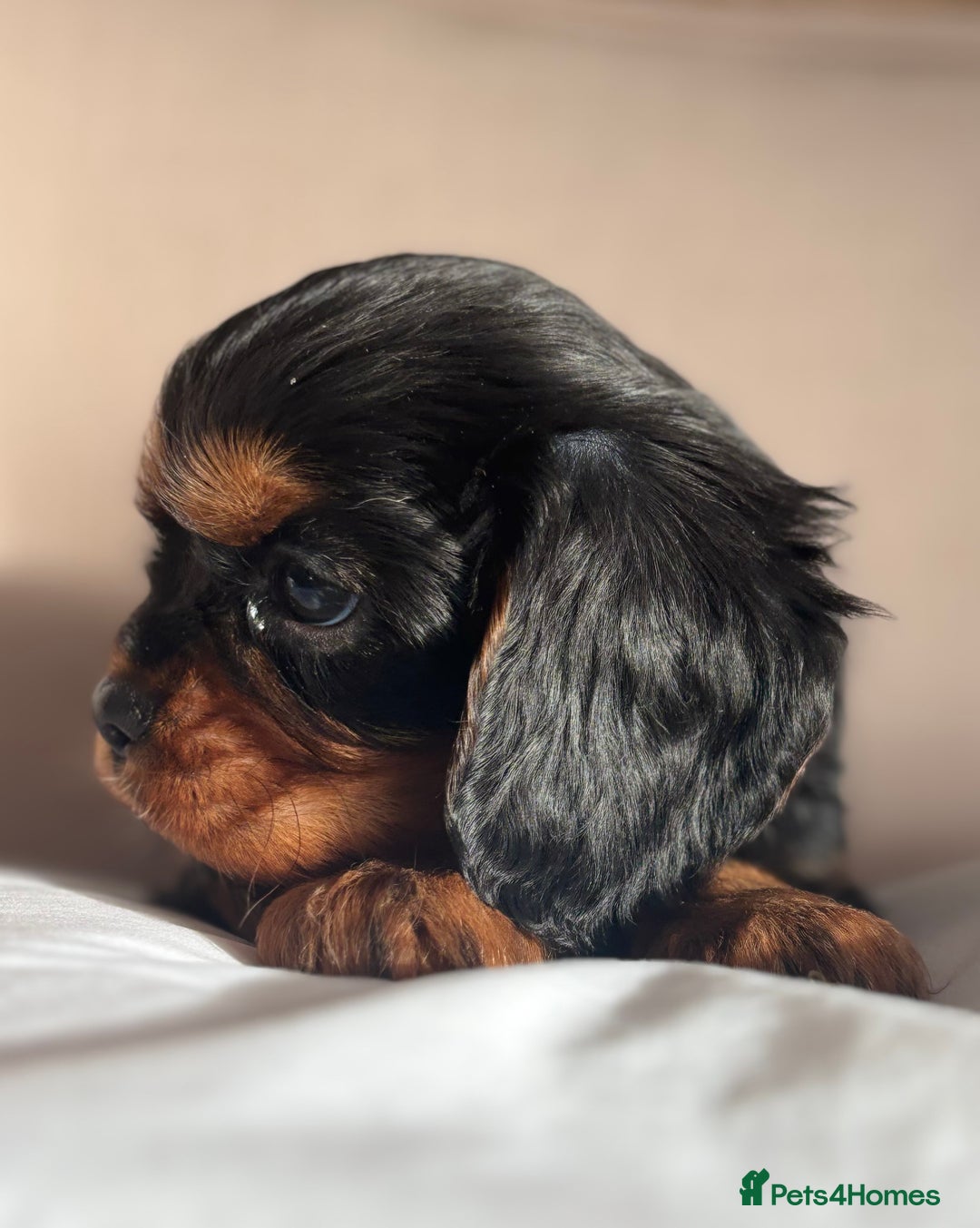 Cavalier King Charles Spaniel dogs for sale: 🐶KC REG, EXTENSIVELY HEALTH TESTED CAVALIER 🐶  - Advert 5