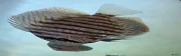Discus fish for sale: 3x discus  in Barry - Advert 1
