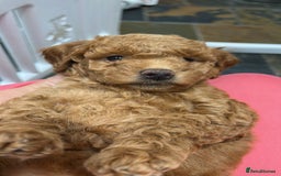 Irish Doodle dogs for sale:  Fox Red Irish Doodle Puppies - Ready Next Week  - Image 8