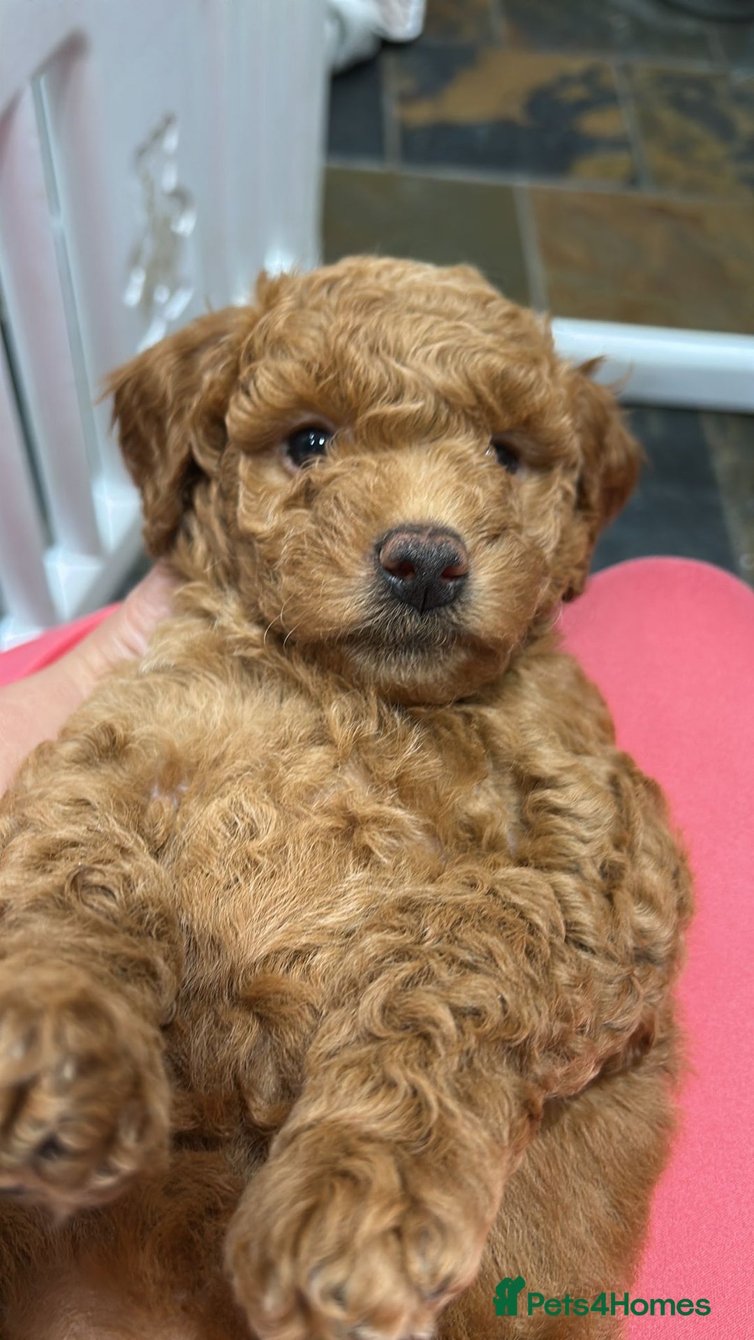Irish Doodle dogs for sale:  Fox Red Irish Doodle Puppies - Ready Next Week  - Image 8