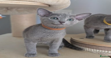 Russian Blue cats - Advert 11