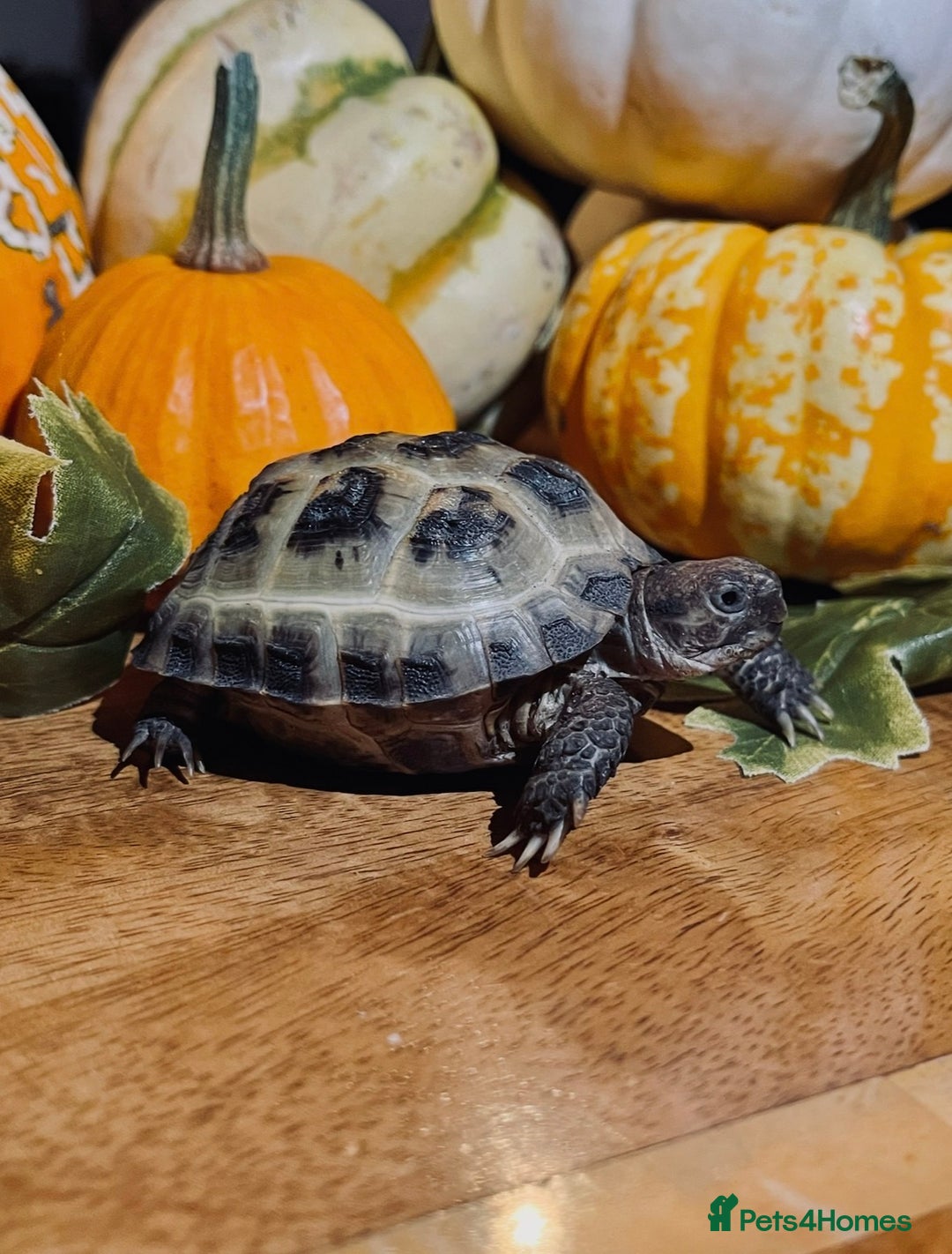 Tortoise reptiles for sale: Corey - Horsfield’s tortoise  - Advert 2