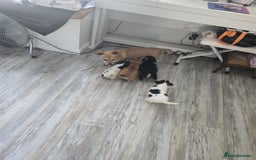 Mixed Breed dogs for sale: Chihuahua x jack Russell puppies 4 boys  - Image 9
