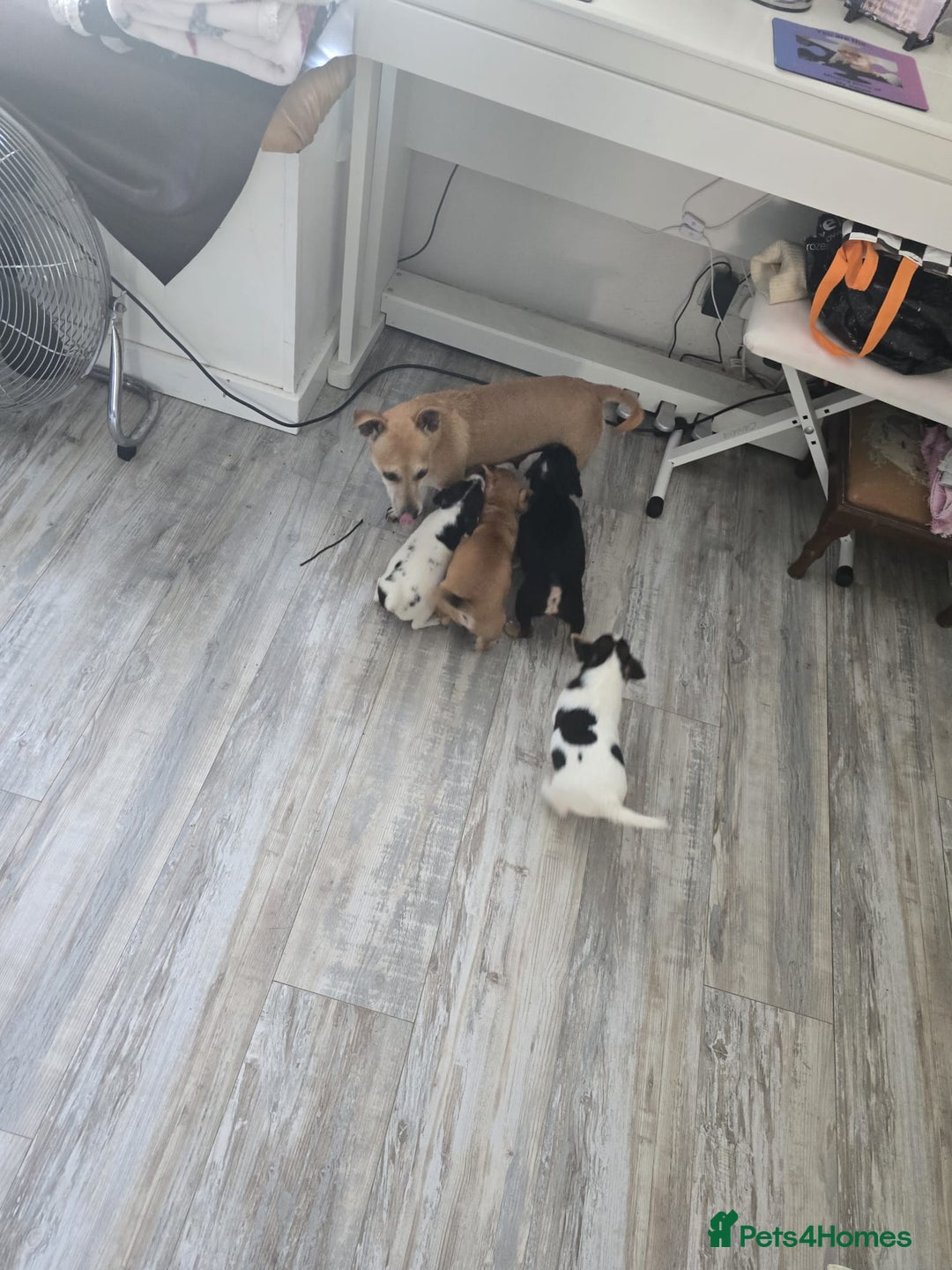 Mixed Breed dogs for sale: Chihuahua x jack Russell puppies 4 boys  - Image 9