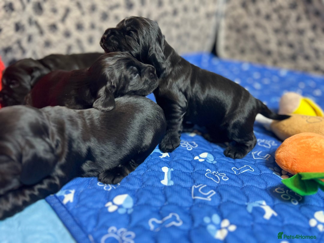 Cocker Spaniel dogs for sale: Show-Quality Cocker Spaniel Puppies  - Advert 11
