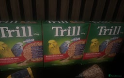 Budgerigars birds for sale: Three budgies to rehome! - Image 12
