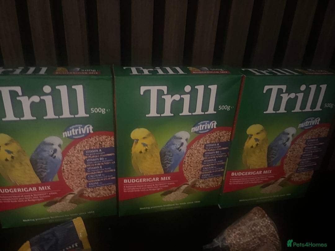 Budgerigars birds for sale: Three budgies to rehome! - Image 12