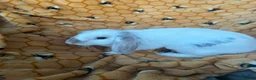 French Lop rabbits for sale: French lops and mini lops - Advert 5