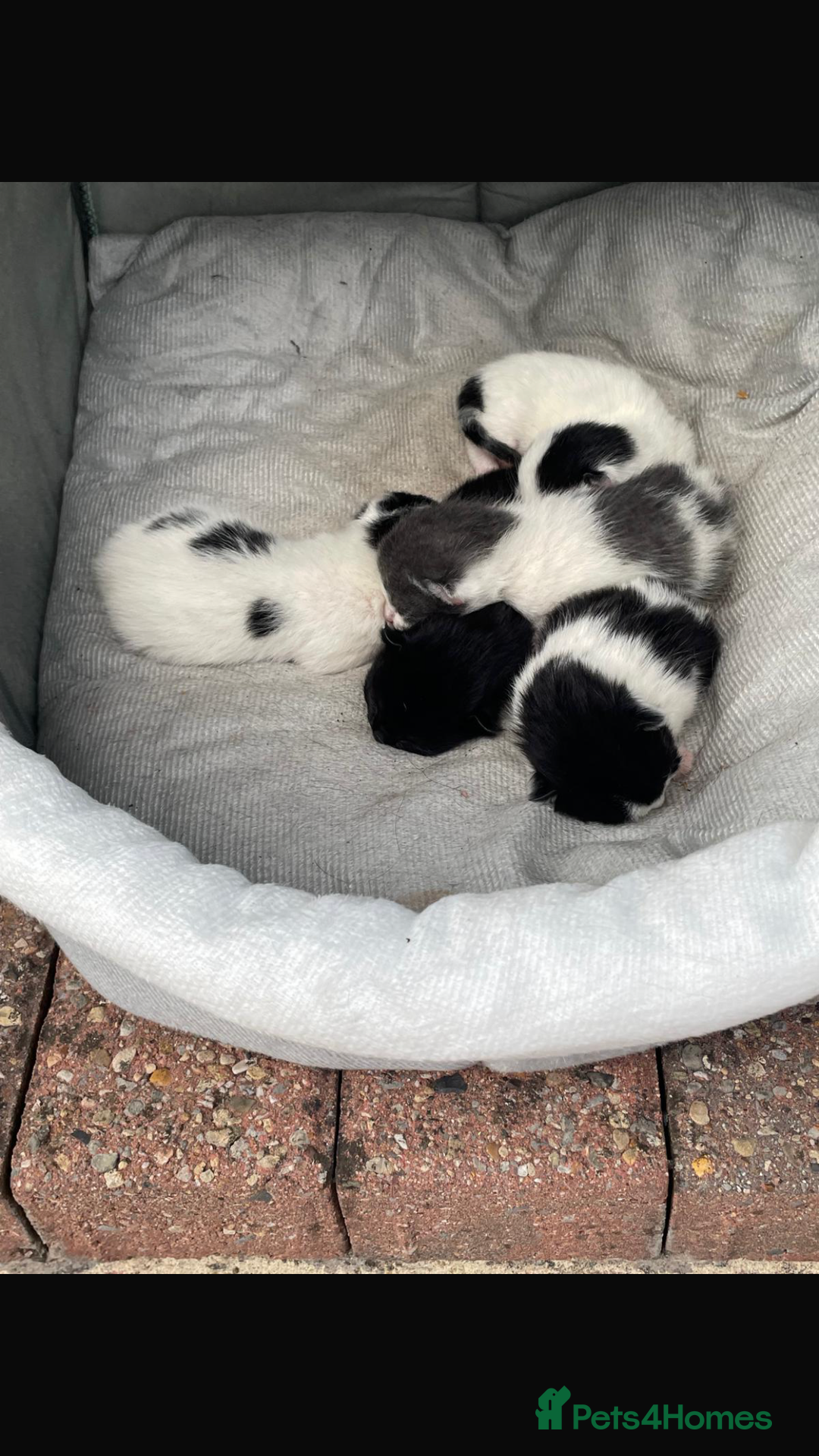 Mixed Breed cats for sale: Kittens. Please read description. - Image 1