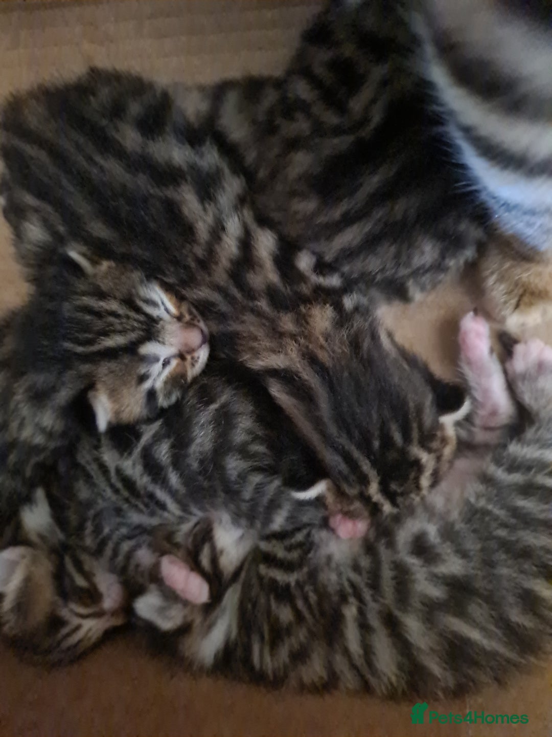 Bengal cats for sale: Kittens x bengal  - Advert 8