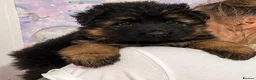 German Shepherd dogs for sale: Beautiful girl available  - Advert 3
