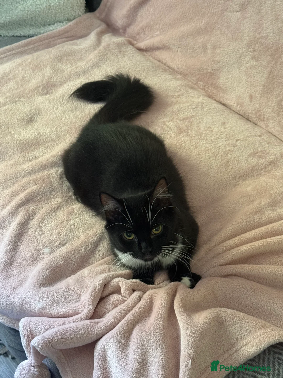Domestic Shorthair cats for sale: Sweet Tuxedo Girl looking for a calm indoor home - Advert 2