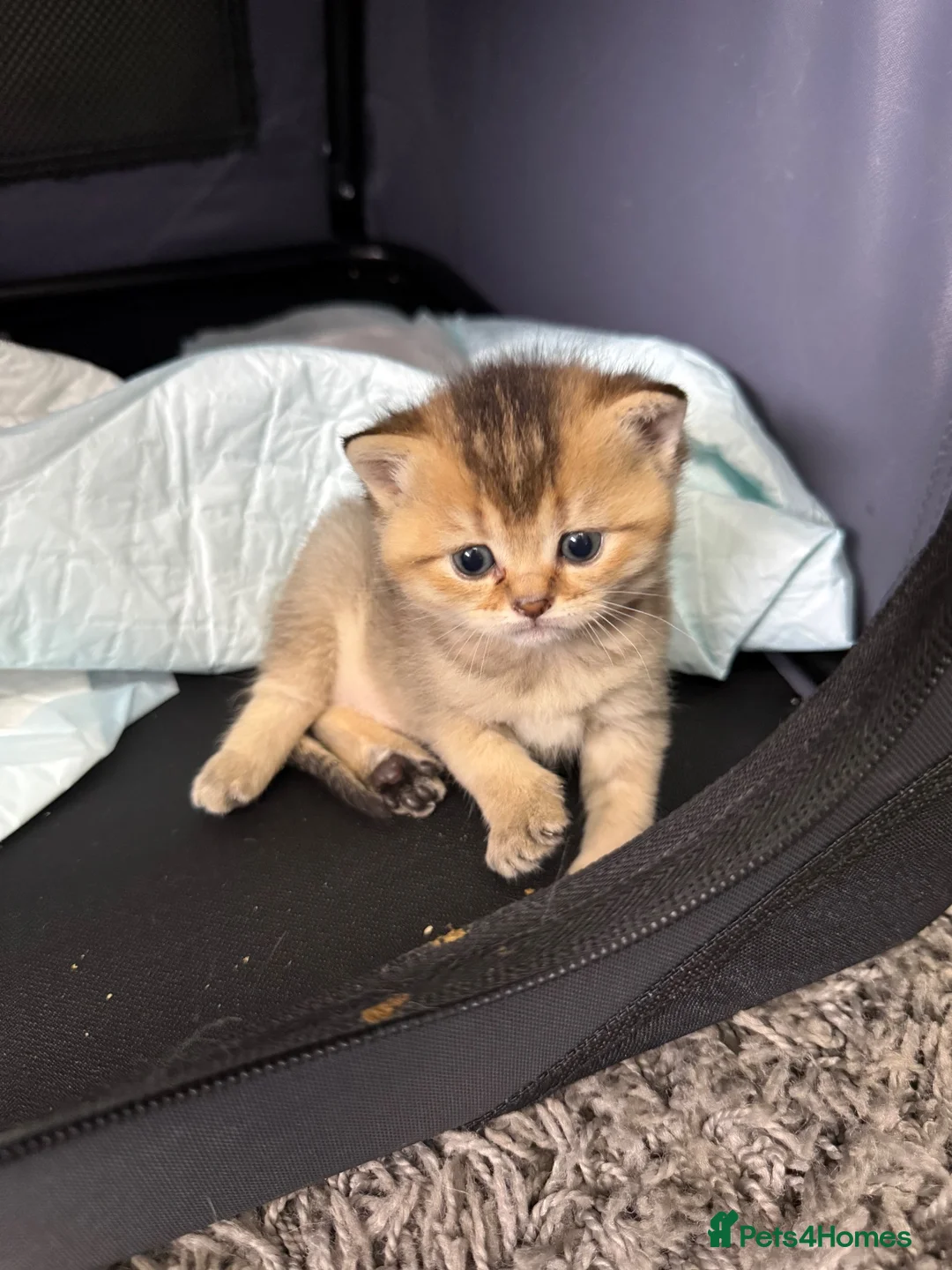 British Shorthair cats for sale: Amazing British Shorthair kitten - Advert 15
