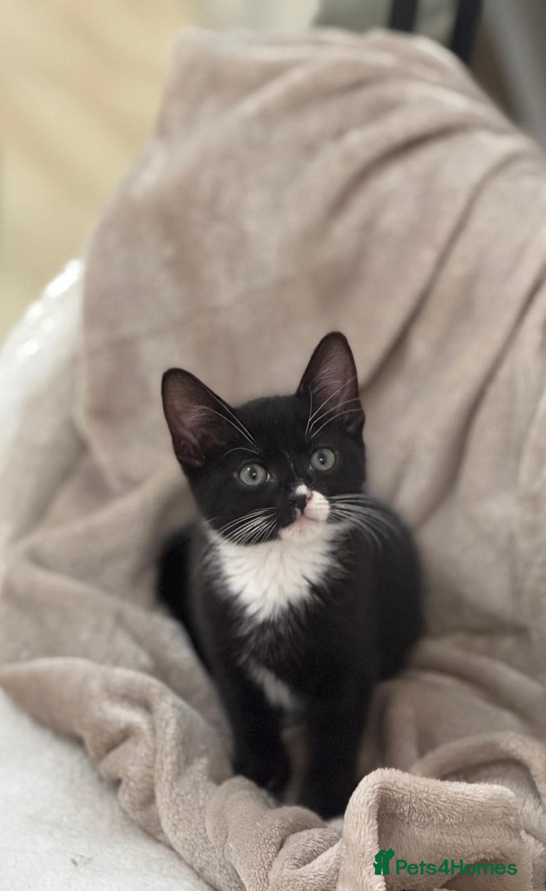 Domestic Shorthair cats for sale: 1 boy black & white available - Advert 12