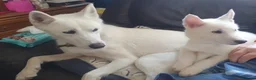 Siberian Husky dogs for sale: 2 female Beautiful White Husky Puppies Ready Now. - Advert 17