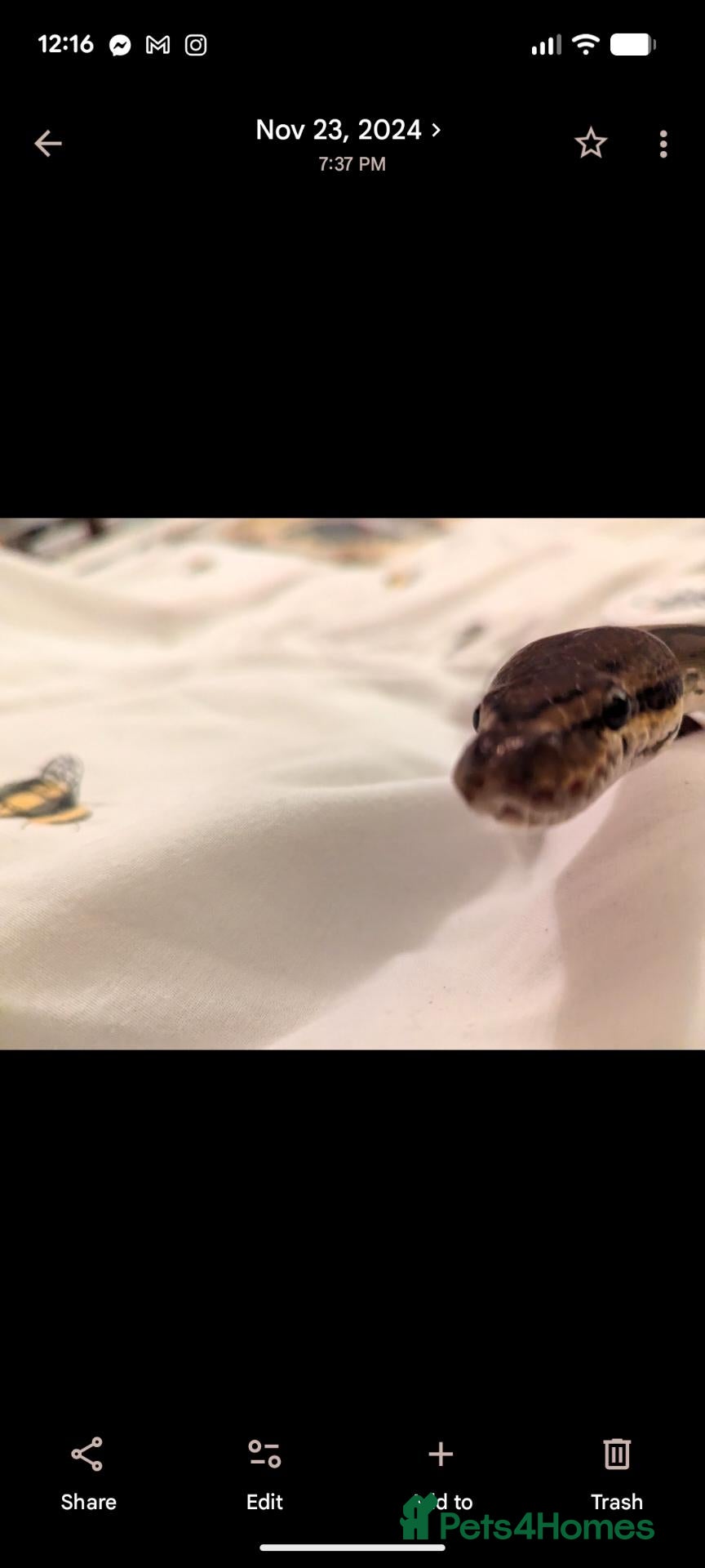 Python Snake reptiles for sale: Indie the Royal Python  - Advert 1