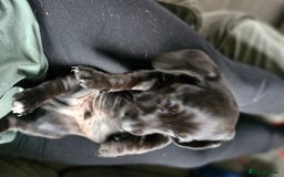 Miniature Dachshund dogs for sale: Miniature dachshund  - Image 11