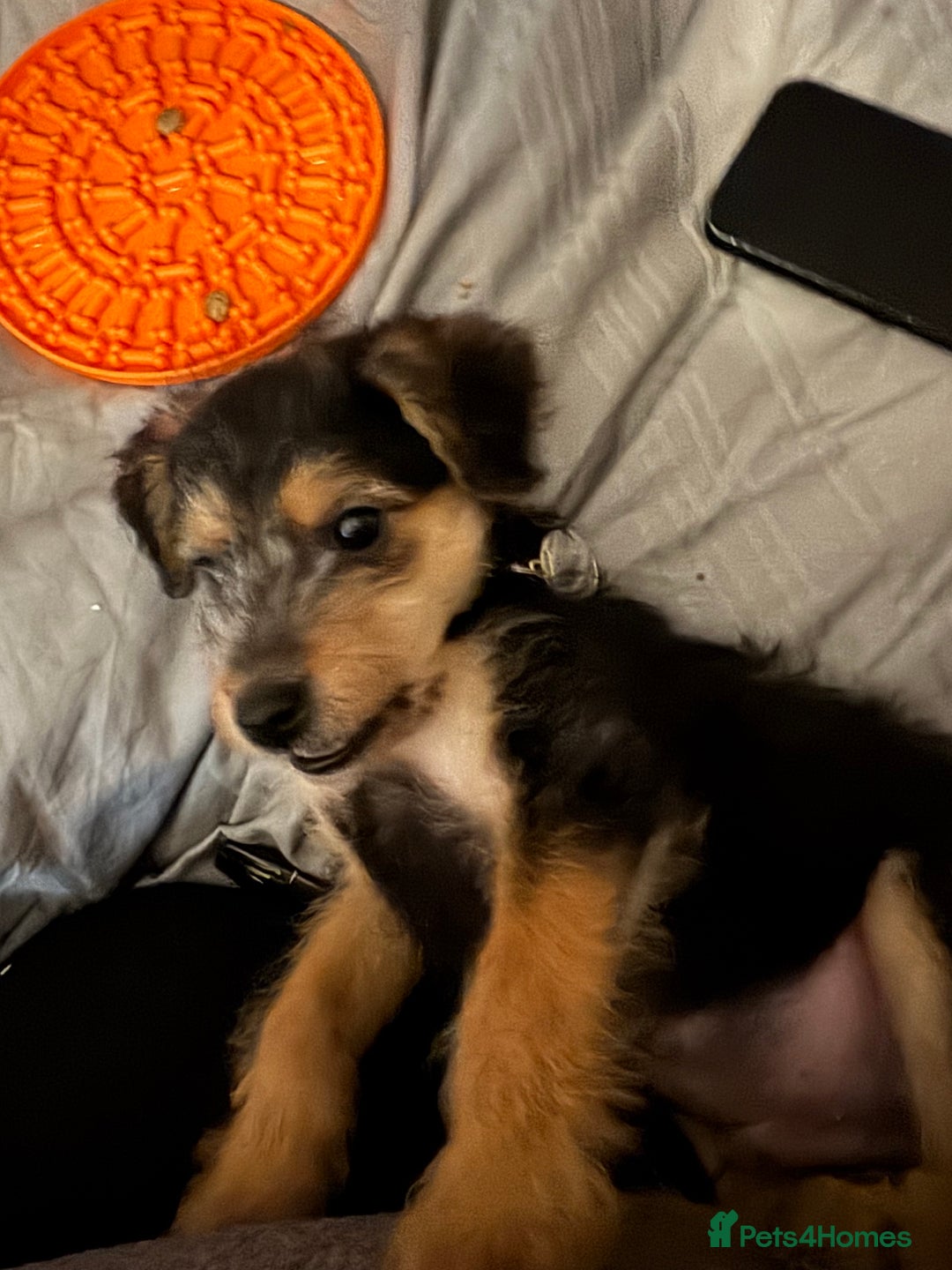 Jackapoo dogs for sale: 12 week old Jack-a-poo male puppy - Advert 6