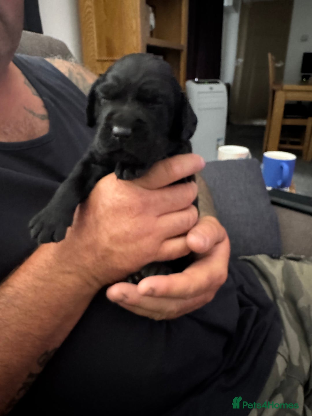 Springador dogs for sale: Springadors ( 1 boy left ) - Image 1