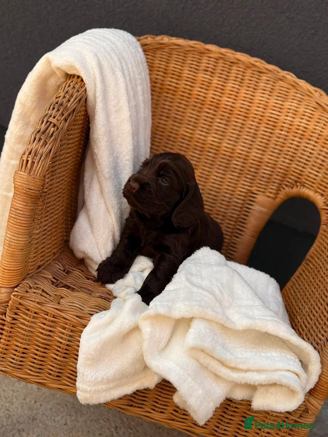 Cocker Spaniel dogs for sale: Show type cocker spaniels  - Advert 19