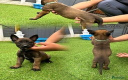 Belgian Shepherd Dog dogs for sale: Belgian malinois puppies from working dog lines  - Image 5