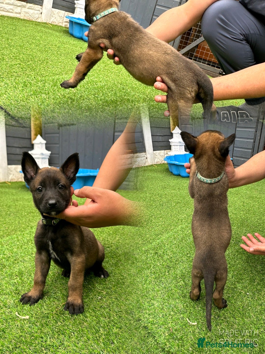 Belgian Shepherd Dog dogs for sale: Belgian malinois puppies from working dog lines  - Image 5