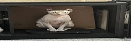 Sphynx cats for sale: Phoebe NEEDS A HOME ON HER OWN NO OTHER CATS/DOGS - Advert 12